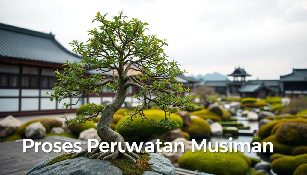 perawatan pohon bonsai musiman perawatan pohon bonsai musiman